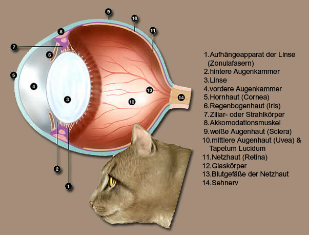 Katzenaugen