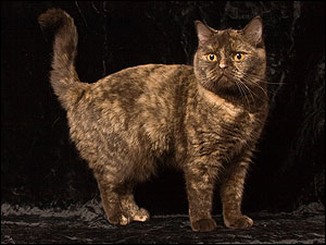 BKH chocolate tortie
