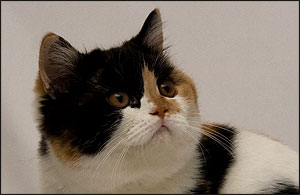 BKH black tortie white