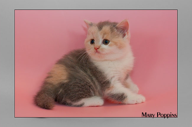 BKH Kitten