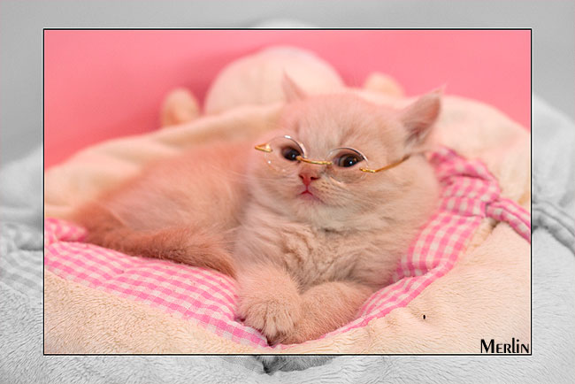 BKH Kitten