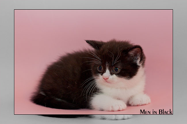 BKH Kitten