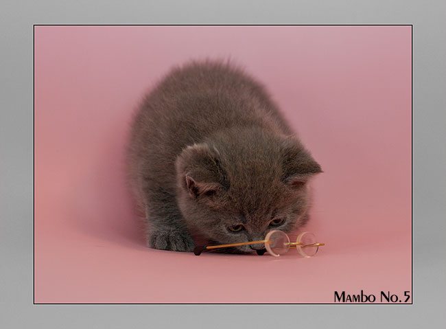 BKH Kitten