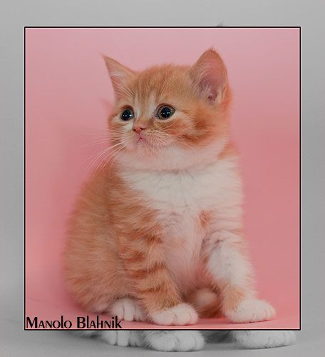 BKH Kitten