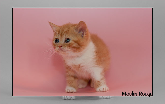 BKH Kitten