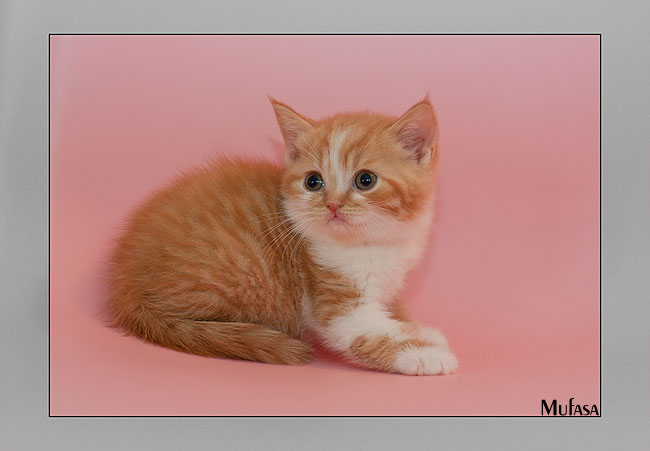 BKH Kitten