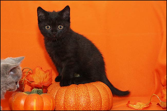 BKH Kitten
