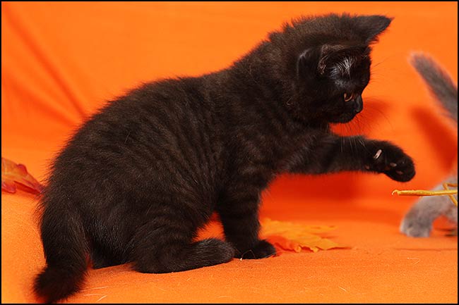 BKH Kitten