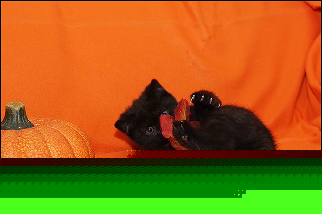 BKH Kitten