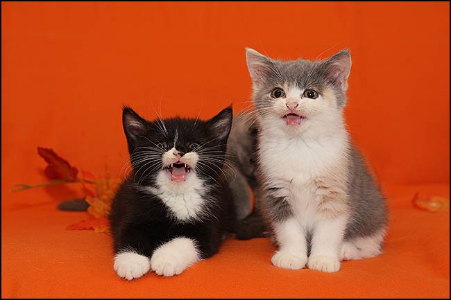BKH Kitten