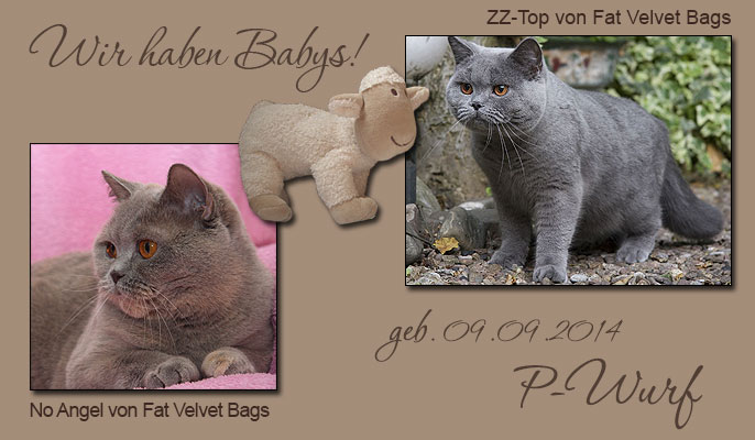 BKH Kitten P Wurf