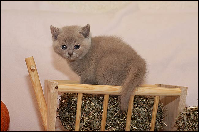 BKH Kitten P Wurf