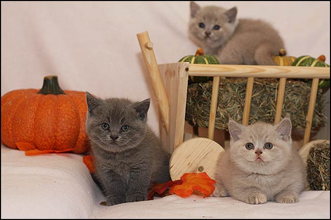 BKH Kitten P Wurf