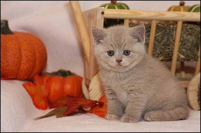 BKH Kitten P Wurf