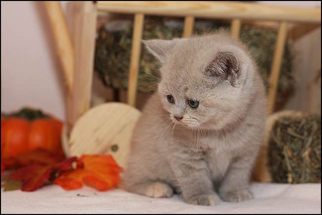 BKH Kitten P Wurf
