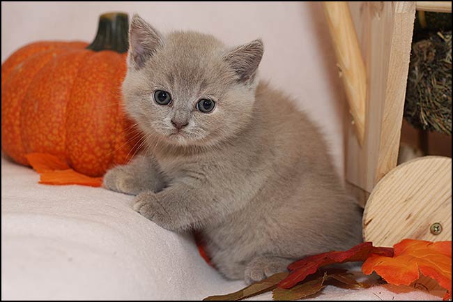 BKH Kitten P Wurf