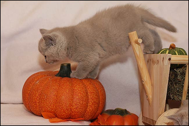 BKH Kitten P Wurf