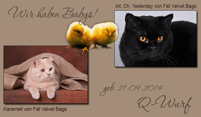 Kitten Q Wurf