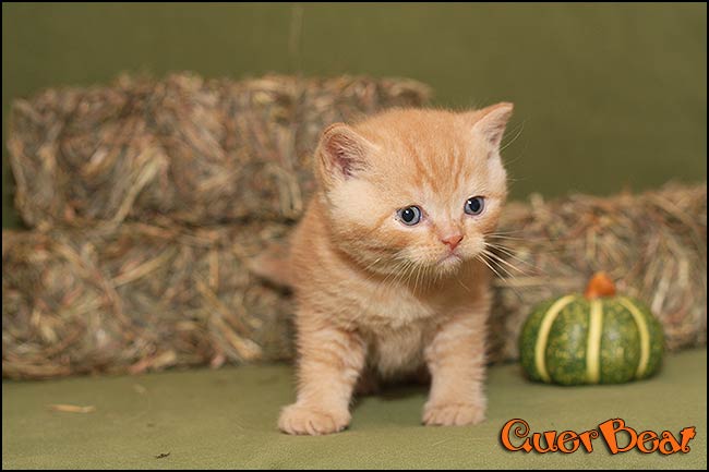 BKH Kitten Q-Wurf