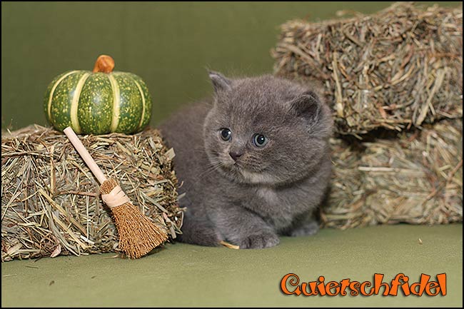 BKH Kitten Q-Wurf