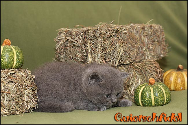 BKH Kitten Q-Wurf