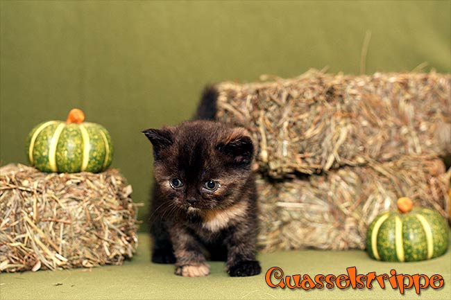 BKH Kitten Q-Wurf