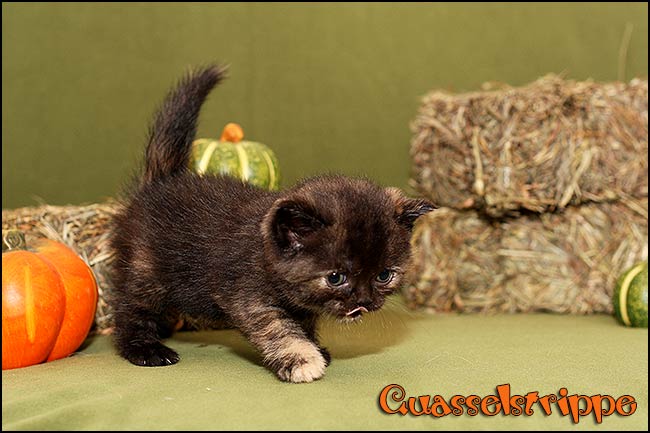 BKH Kitten Q-Wurf