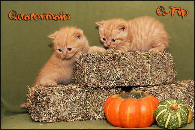 BKH Kitten Q-Wurf