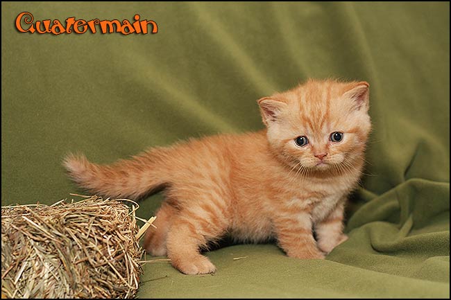 BKH Kitten Q-Wurf