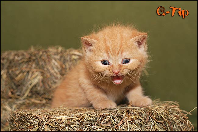 BKH Kitten Q-Wurf