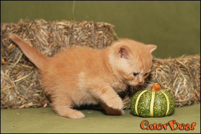 BKH Kitten Q-Wurf
